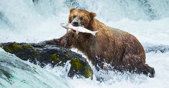 Court Services Alaska