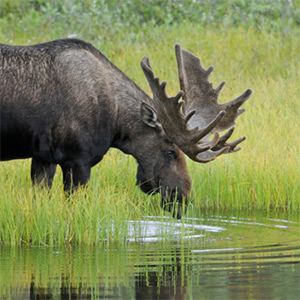 Court Services Alaska